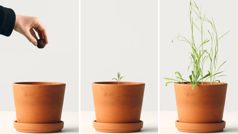 Potted plant growth stages. IKEA Seed Ball PR-Kampagnenbeispiel