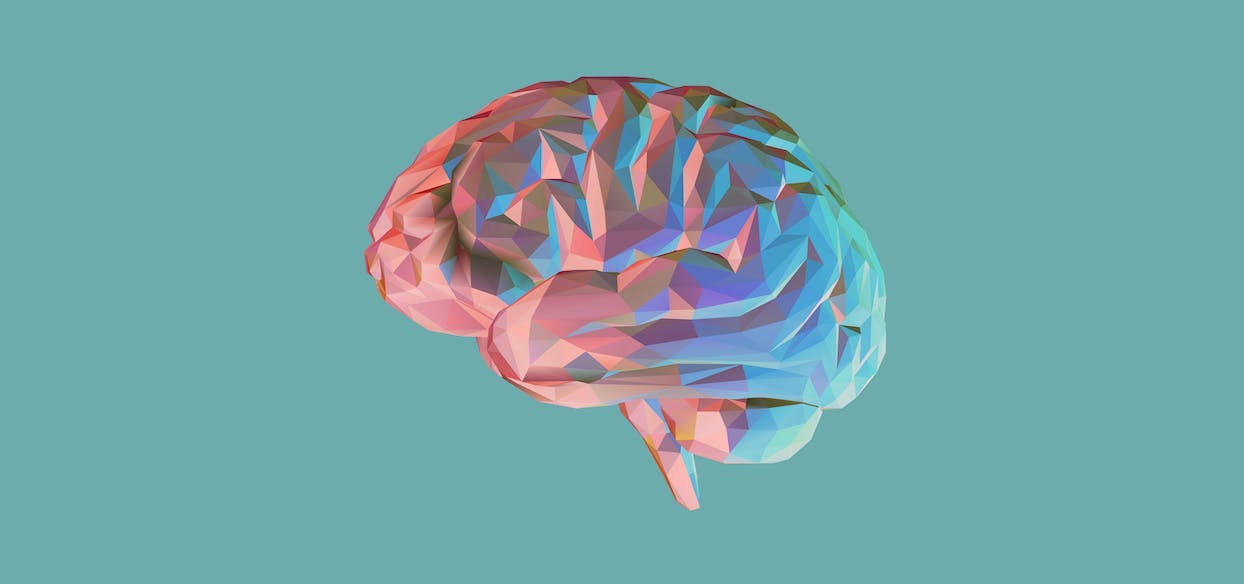 Cerveau en 3D