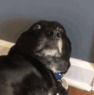 Ein schwarzer Hund schaut ängstlich in die Kamera