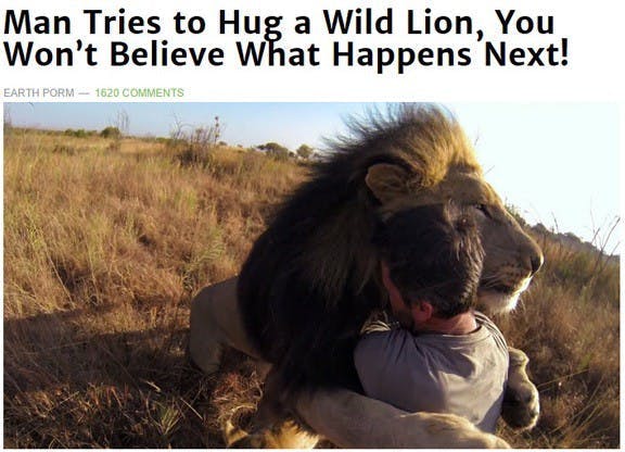man hugging a wild lion for clickbait