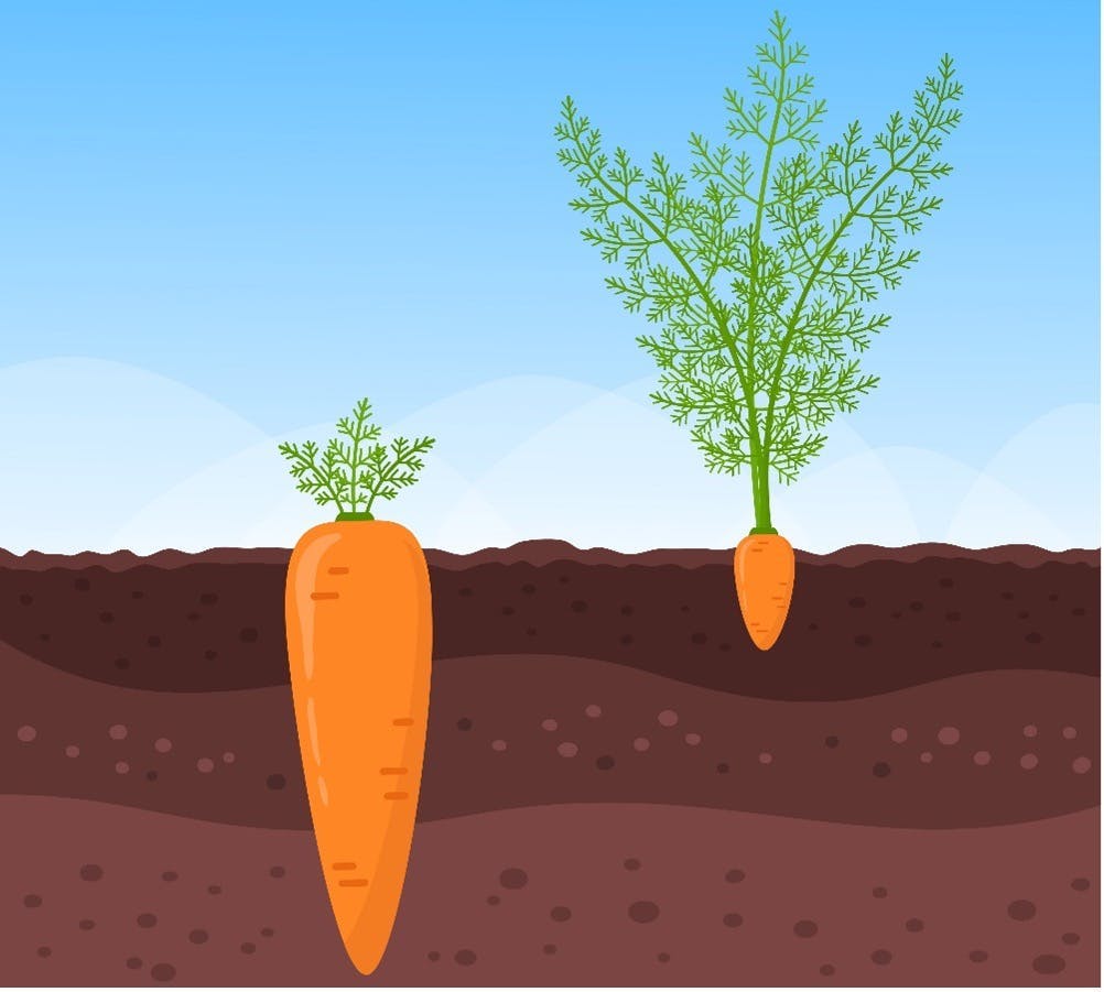 Een grote wortel en een kleine wortel in de grond.