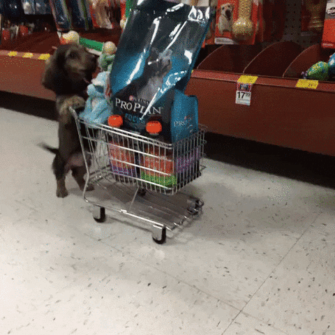 Ein kleiner Hund schiebt einen vollen Einkaufswagen