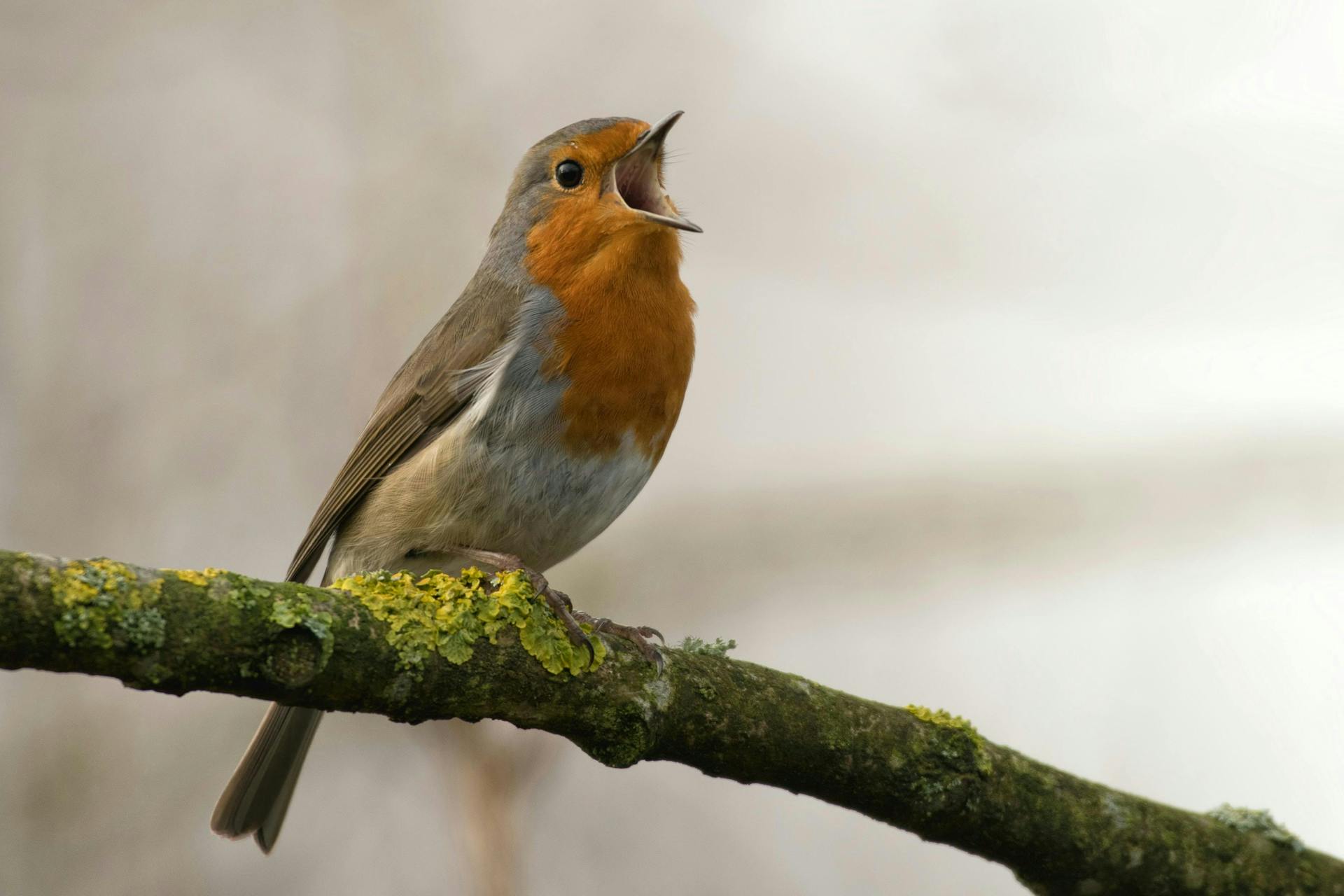 Photo of a robin perched on a tree branch with wide open mouth, chirping.