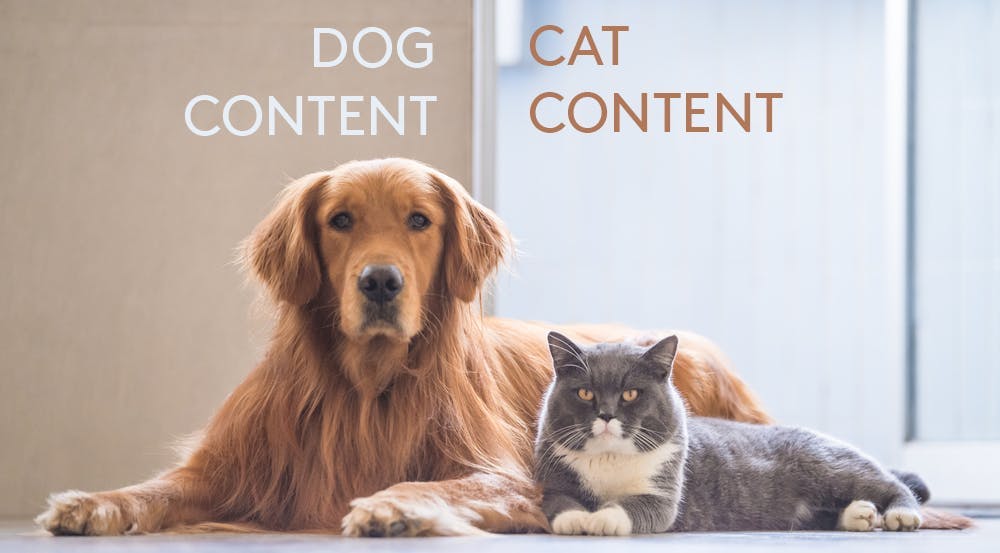 Foto Hund neben Katze Aufschrift Dog Content Cat Content
