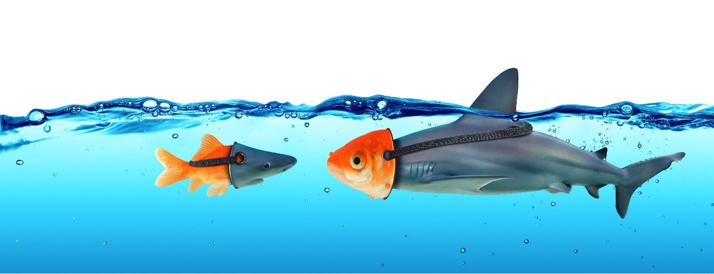 A goldfish wears a shark mask and a shark wears a goldfish mask in this image for a blog about user-generated content.