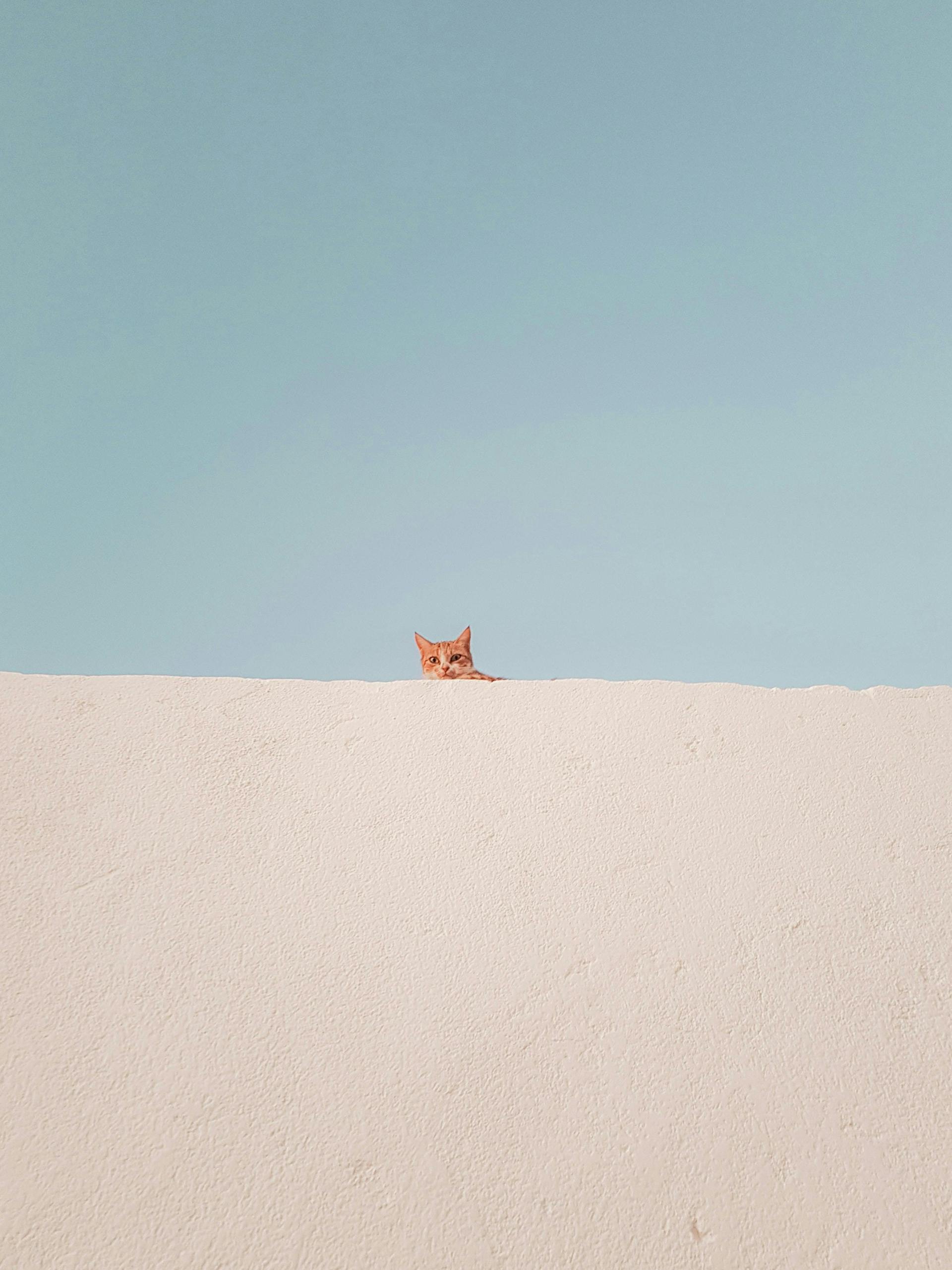 Een kat gluurt over een muur heen als metafoor voor het gluren naar je concurrenten